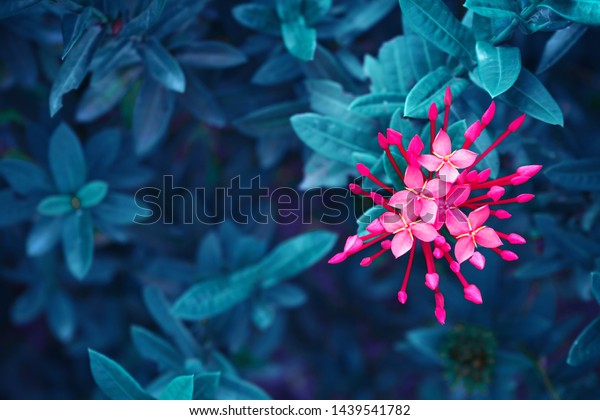 flower from shutterstock
