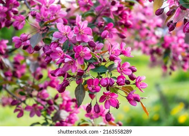 Pink flowers of blossoming apple-tree grade Malus Rudolph in spring garden . High quality photo