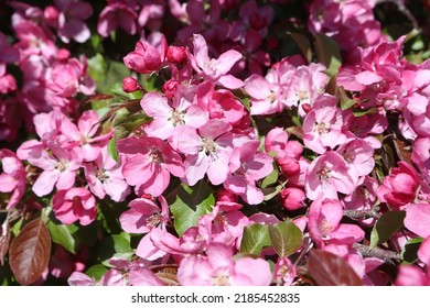Pink flowers of blossoming apple-tree (grade 