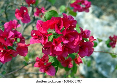 Pink flowers. Bougainville. Thailand. - Shutterstock ID 1084683707