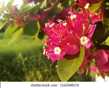 Pink Of Flowers Bougainvillea