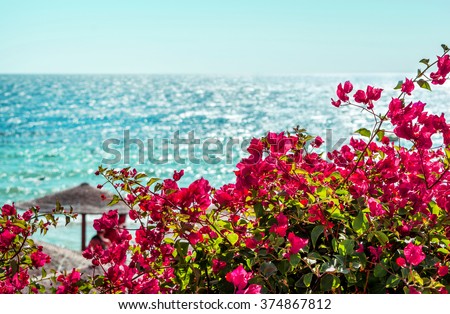 pink flowers bougainvillea on a background of blue sea