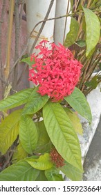 Pink Flowers Brought In The Blazing Hot Sun