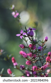 Pink flowers and buds of the Australian native Boronia ledifolia, family Rutaceae. Endemic NSW and Victoria. Flowers winter to spring