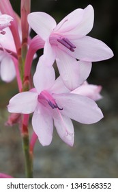 Pink Flowers Of Bulbil Bugle Lily