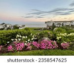 Pink flowers by the sea at Waters Edge Resort and Spa in Westport Connecticut