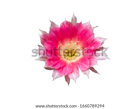 Pink flowers of Cactus, isolated with clipping path on white background