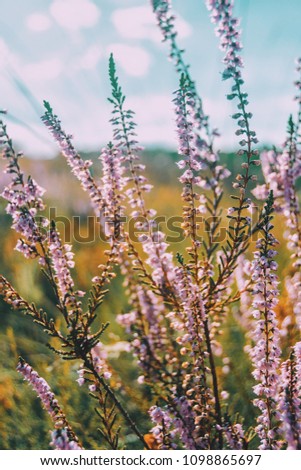 Similar – Image, Stock Photo pink flowers of calluna vulgaris in a field at sunset