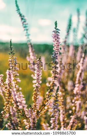 Similar – Image, Stock Photo pink flowers of calluna vulgaris in a field at sunset