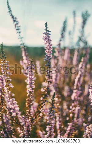 Image, Stock Photo pink flowers of calluna vulgaris in a field at sunset