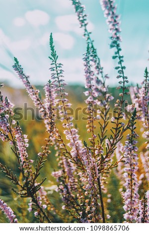 Similar – Image, Stock Photo pink flowers of calluna vulgaris in a field at sunset