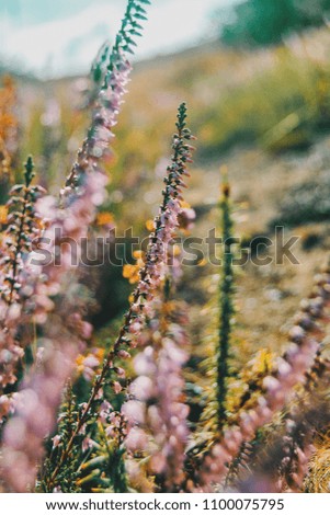 Similar – rosa Blüten von calluna vulgaris auf einem Feld bei Sonnenuntergang