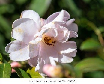 Pink Flowers Of Camellia X Williamsii Citation