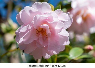 Pink Flowers Of Camellia X Williamsii Citation