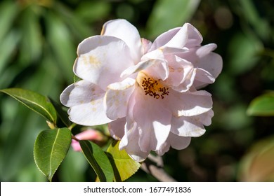 Pink Flowers Of Camellia X Williamsii Citation