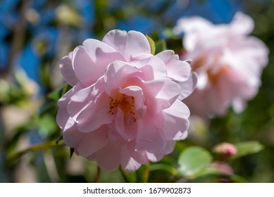 Pink Flowers Of Camellia X Williamsii Citation