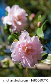 Pink Flowers Of Camellia X Williamsii Citation