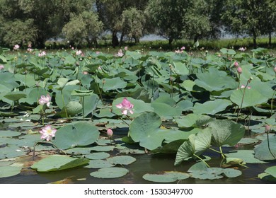 Pink flowers of Caspian lotus (elumbo nucifera, indian lotus, sacred lotus, bean of India, egyptian bean or simply lotus) on Volga river in Astrakhan city, Russia. Summer blossoming. Wildlife area