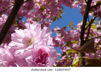 pink flowers of cherry blossom - Shutterstock ID 1136073557