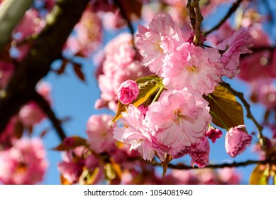 pink flowers of cherry blossom among the branches. lovely springtime background Stock Photo