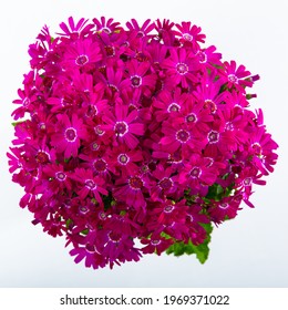 Pink Flowers Of Cineraria With Leaves Blooming In A Pot