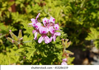 Pink Flowers Of Citronella Geranium