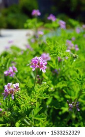 Pink Flowers Of Citronella Geranium (pelargonium Odorantissimum)