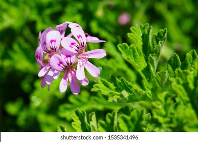 Pink Flowers Of Citronella Geranium (pelargonium Odorantissimum)