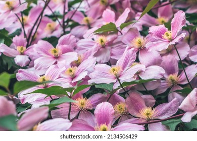 Pink flowers of Clematis montana, the mountain clematis, also Himalayan clematis or anemone clematis. A lot of light four-petalled pink flowers with prominent yellow anthers growing on wooden fence - Shutterstock ID 2134506429