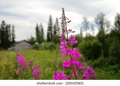 Pink Flowers In Close Up. Nice Calm Swedish Nature. Summer Of 2022. Krokom, Jämtland, Sverige.