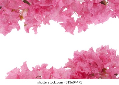 pink flowers of crepe myrtle on a white background