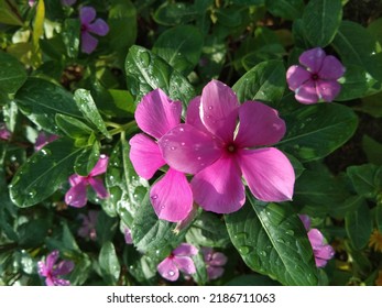 Pink Flowers With Dew Point In The Morning