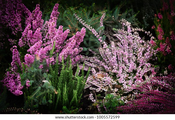 Pink flowers of erica and heather. Dark\
flower background.