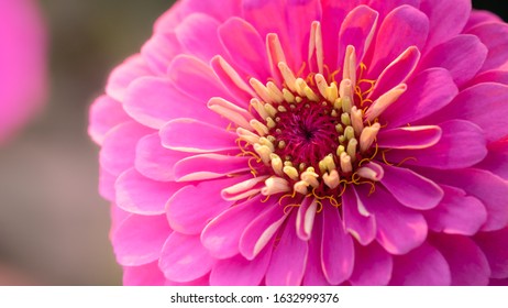 Pink flowers in the evening sunlight, evening light, flowers, backlit with flowers, pink flower background