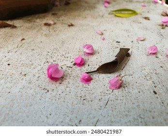 pink flowers falling on the ground, selective focus - Powered by Shutterstock