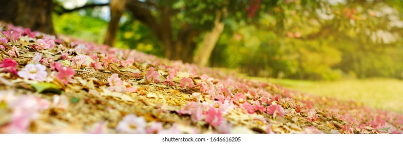 PINK FLOWERS FELT ON THE FLOOR IN A PARK