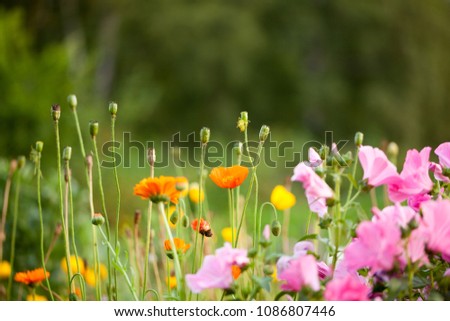 Similar – Foto Bild Mohn in Blumenwiese Natur