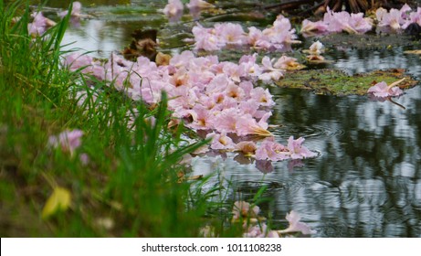 Pink flowers float on the surface water. Front blur