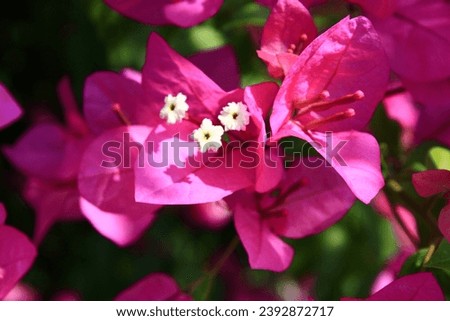 pink flowers, flower background, wallpaper, decorative, ornamental, foliage, gardening, tree, bougainville, bougainvillea glabra, blossoming, white, season, fresh, bougainvillea spectabilis, spectabil
