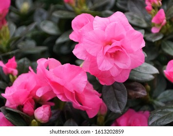 Pink Flowers Of Glenn Dale Hybrid Azalea