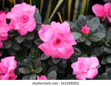 Pink Flowers Of Glenn Dale Hybrid Azalea