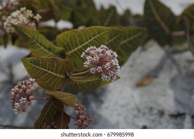 Pink Flowers At Grayton Beach State Park Florida