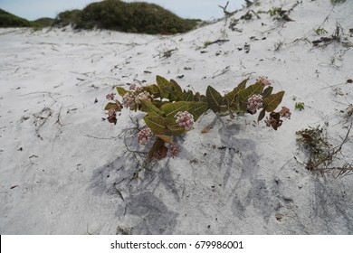 Pink Flowers At Grayton Beach State Park Florida