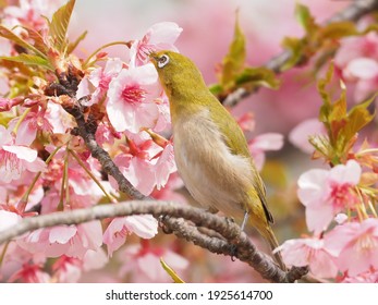 Printemps Oiseau High Res Stock Images Shutterstock