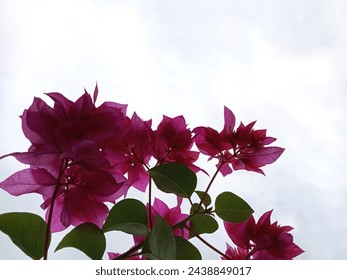 pink flowers and green leaves against a bright sky, next to the house