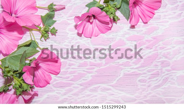 Pink Flowers Green Leaves Light Pink Stock Photo Edit Now 1515299243