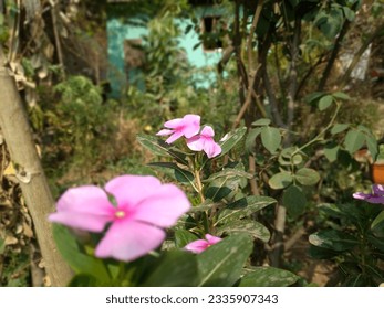Pink flowers with greenry around. - Shutterstock ID 2335907343