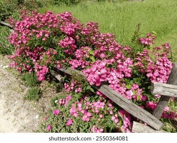 Pink flowers growing around and over a wooden fence. - Powered by Shutterstock