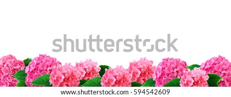 Pink flowers of hydrangea wide border with hortensia flower isolated on white background copy space