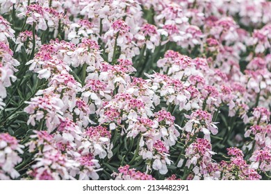 Pink flowers of Iberis sempervirens ’Pink Ice’. Floral background with many white pink flowers. Filled full frame. Natural abstract backdrop. - Shutterstock ID 2134482391